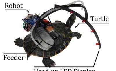 Parasitic Robot System for Turtle’s Waypoint Navigation