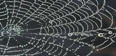 Green method developed for making artificial spider silk
