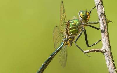 Dragonflies can predict the path of their prey