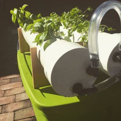 Herboponic- a Hydroponic Herb Garden