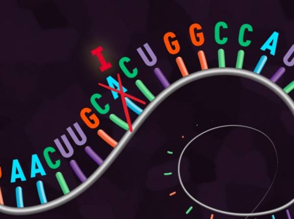 Researchers engineer CRISPR to edit single RNA letters in human cells