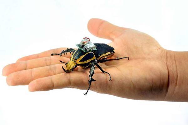 Beetle with tiny computer backpack is world's smallest cyborg insect, say NTU researchers