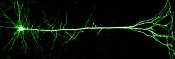 Neurons have the right shape for deep learning