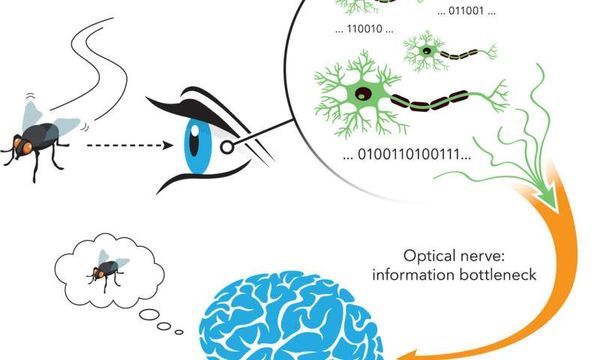 Unifying the theories of neural information encoding