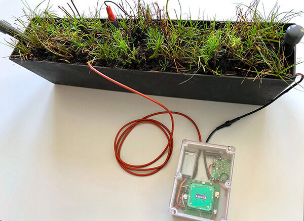 First plant-powered IoT sensor sends signal to space
