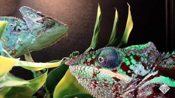 A flexible color-changing film inspired by chameleon skin