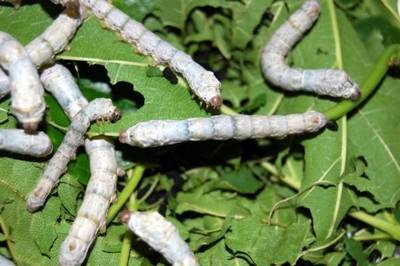 Silkworms Spin Super-Silk After Eating Carbon Nanotubes and Graphene