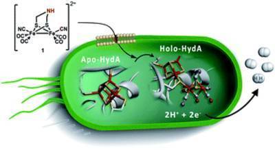 Important milestone in quest for hydrogen production using photosynthesis