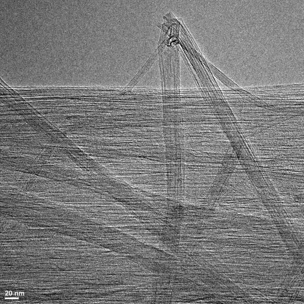Long nanotubes make strong fibers