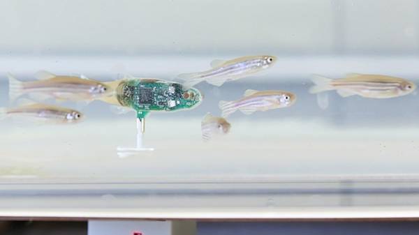 A robotic spy among the fish