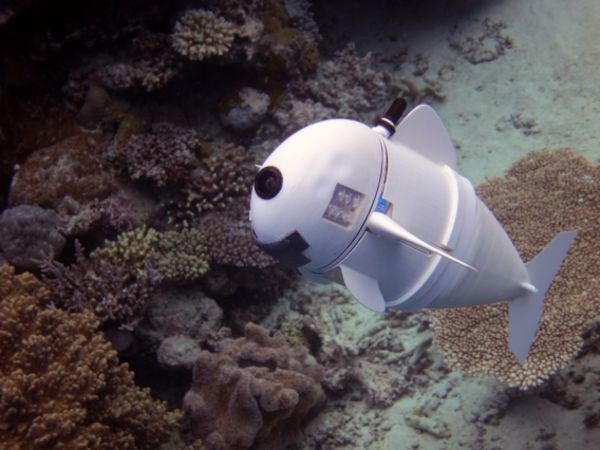 Soft robotic fish swims alongside real ones in coral reefs
