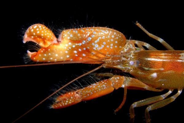 Shrimp claw inspires new method of underwater plasma generation