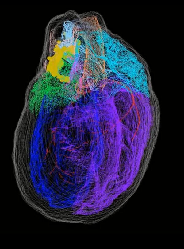 The First 3D Map of the Heart’s Neurons