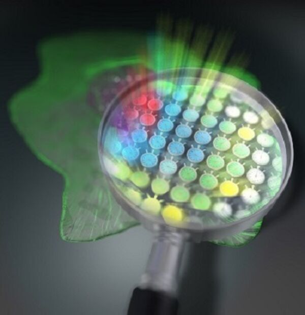 Comb of a Lifetime: A New Method for Fluorescence Microscopy