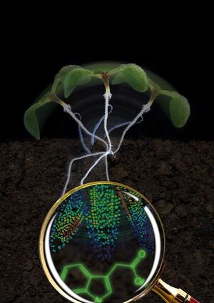 Auxin visualized for the first time