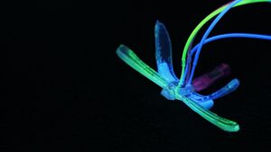 Soft Robotic Dragonfly Signals Environmental Disruptions