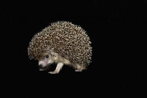 Magnetic ‘hedgehogs’ could store big data in a small space