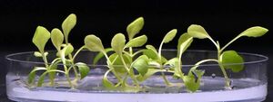 Artificial photosynthesis lets us grow plants in total darkness