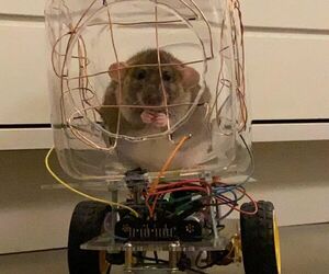 Build a Car With Touch Sensitive Steering for Your Rat