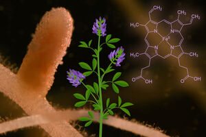 Scientists identify a plant molecule that sops up iron-rich heme