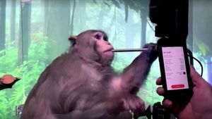 Neuralink demo shows monkey performing ‘telepathic typing’