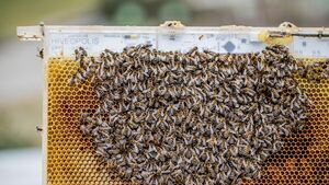 Robotic system offers hidden window into collective bee behavior