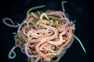 How to untangle a worm ball: Mathematicians solve a knotty mystery